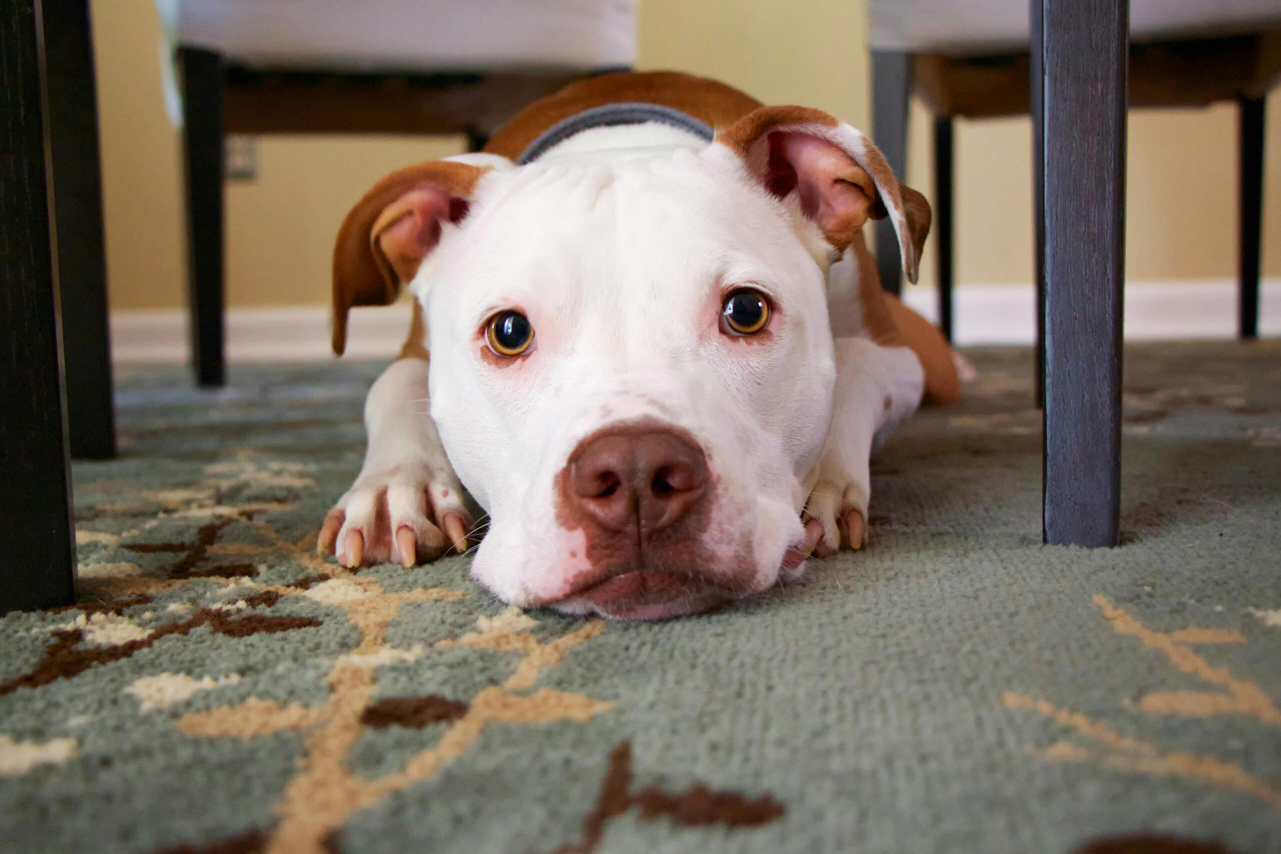 Puppy